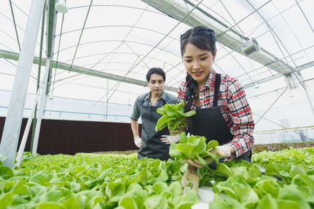 Asian agriculture couple picking vegetables working in the organic greenhouse farm. hydroponics farming.の写真素材