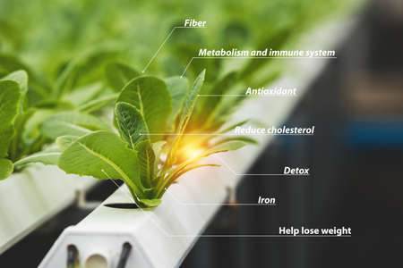 Vegetable hydroponic green leaf and chart information, benefits. fiber, Metabolism and immune...
