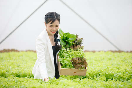 Asian beautiful businesswoman holding wooden box with vegetables in the organic greenhouse farm. self service customer.の写真素材