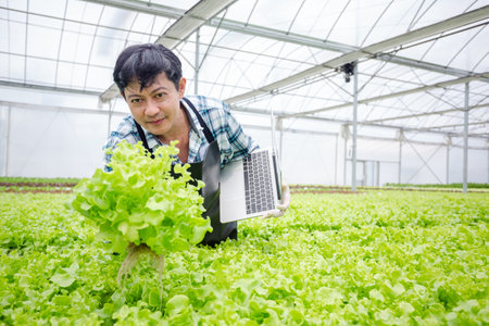 Male farmer using laptop examing quality of vegetable hydroponic at greenhouse. Concept of vegetables health food. Smart farm using technology growing business hydro produce.の写真素材