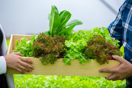 Hydroponics fresh vegetables in wooden box. farmers holding wood basket with fresh vegetables in...