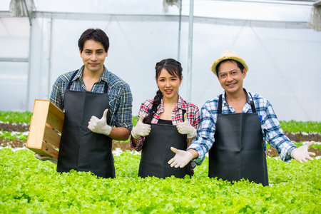 Asian farmers organic vegetables hydroponic. Business Agricultural Vegetable Production. Soil-Free Planting. working in greenhouse.の写真素材