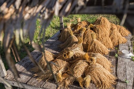 golden wheat,Thailandの写真素材