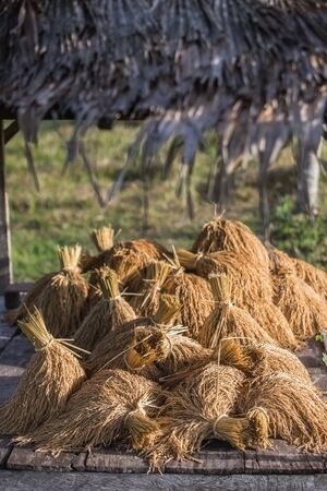 golden wheat, Thailandの写真素材