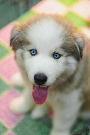 cute siberian husky puppiesの写真素材