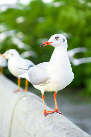 Flock of seagulls in natureの写真素材