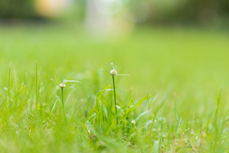 small grass flower with blurred backgroundの写真素材