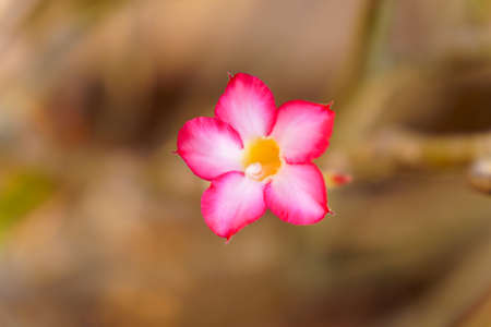 Close-up of pink azalea flowers on blurred background. copy spaceの写真素材