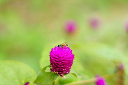 Pink amaranth with bee feeding on nectar.の写真素材
