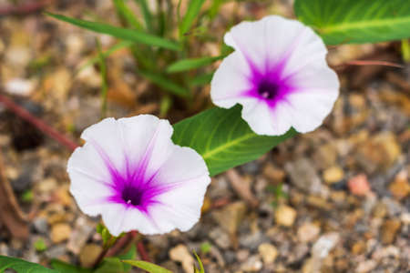 white and purple morning glory flowers on multicolored gravelの写真素材