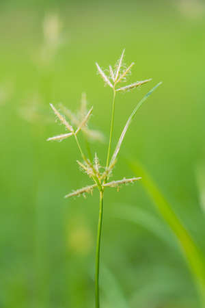 small grass flower with blurred backgroundの写真素材