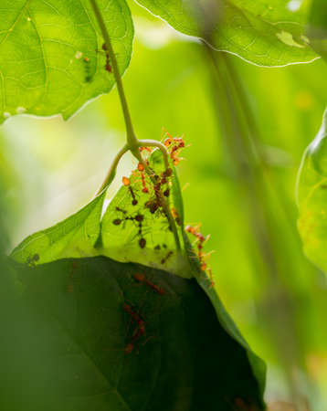 Colony of ants who are helping to build a nest. Ants close up.の写真素材