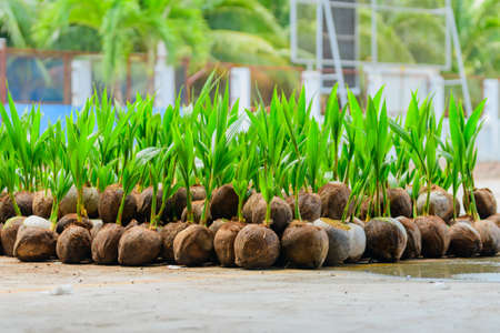 The seedlings of the coconut trees that are neatly laid out after being removed from the plot. Small coconut tree.の写真素材
