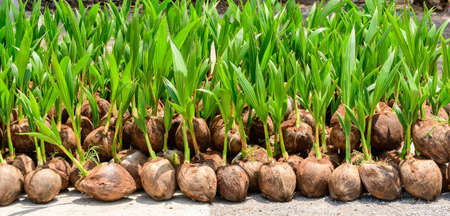 The seedlings of the coconut trees that are neatly laid out after being removed from the plot. Small...