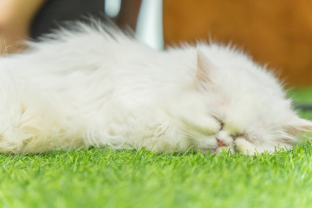 white furry cat sleeping on the grassの写真素材