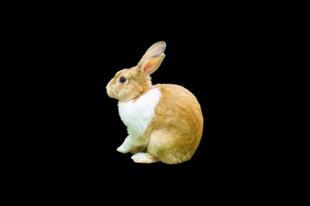 White and brown rabbit close up with black background. isolate