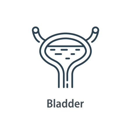 Human internal organ, bladder diagram,flat design icon vector illustrationのイラスト素材