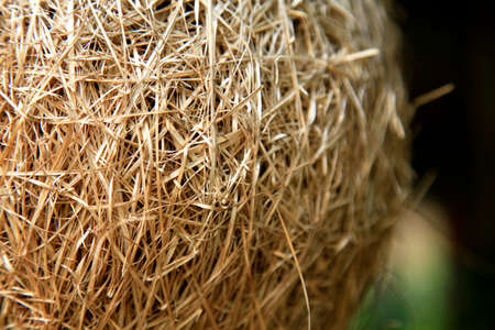 Straw nest ball closeup used for decoratingの写真素材