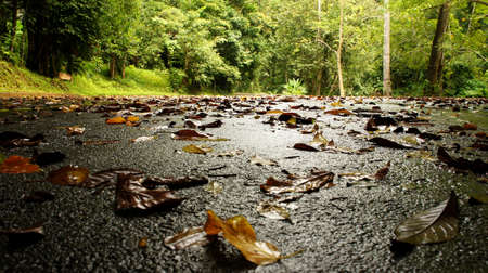 Fallen leaves on wet ground after rainの写真素材