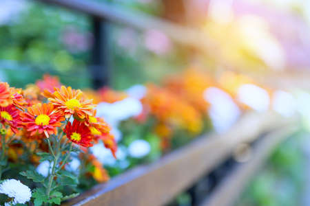 balcony flowersの写真素材
