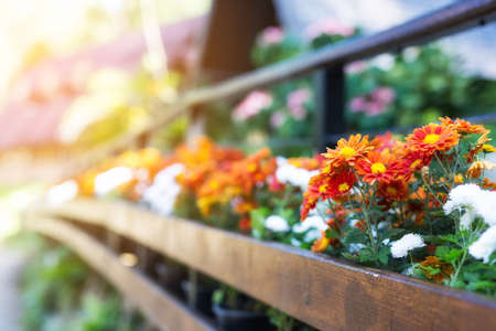balcony flowersの写真素材