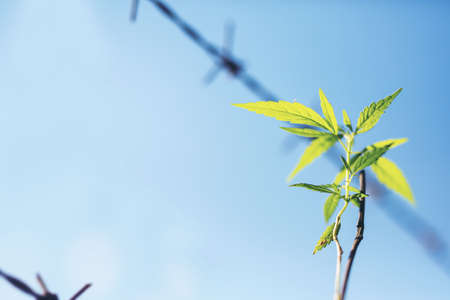 Marijuana plant seedling growing from seed  on a bright summer day. Close up.の写真素材