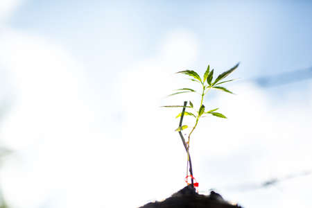 Marijuana plant seedling growing from seed  on a bright summer day. Close up.の写真素材