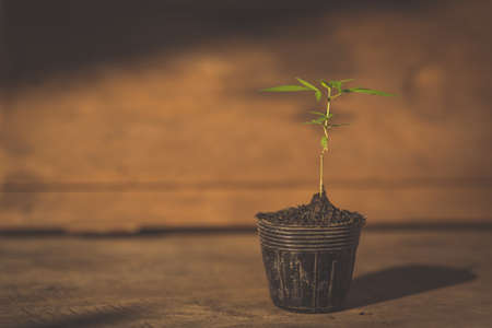 Marijuana plant seedling growing from seedの写真素材