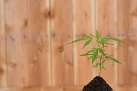 from marijuanaの写真素材