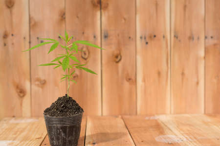 from marijuana