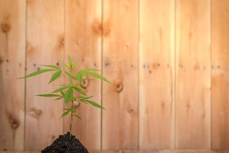 from marijuanaの写真素材