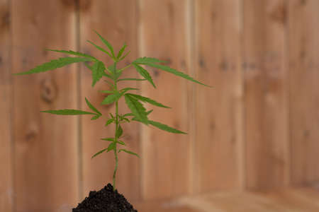 from marijuanaの写真素材