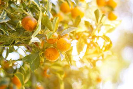 orange Groveの写真素材