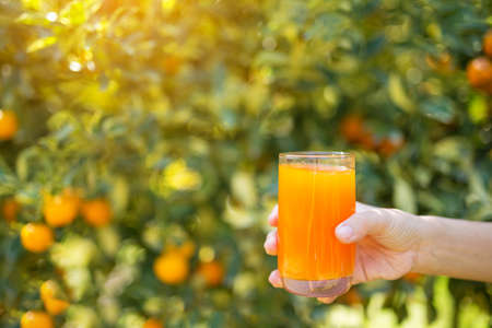 Girl to drink orange juice in the morning.の写真素材