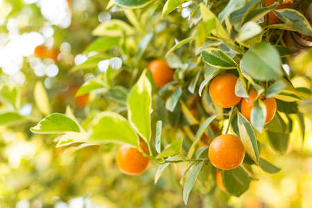 orange Grove