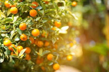 orange Groveの写真素材