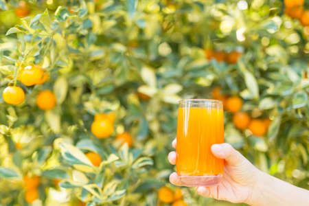 Girl to drink orange juice in the morning.の写真素材