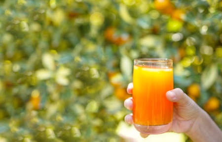 Girl to drink orange juice in the morning.の写真素材