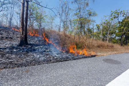 Forest Fire,Wild fire burning tree in red and orange color Roadsideの写真素材