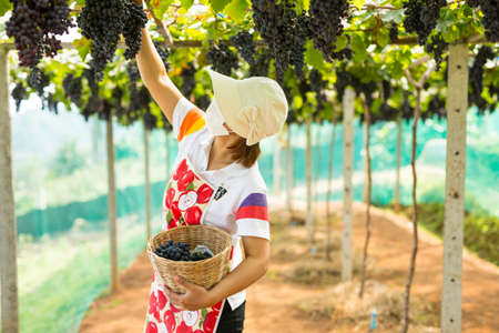 Care vineyards, grapesの写真素材