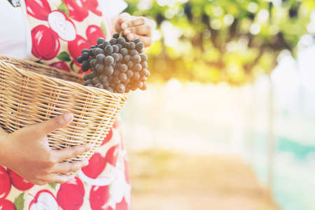 Care vineyards, grapesの写真素材