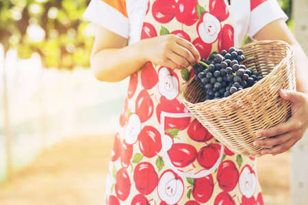 Care vineyards, grapesの写真素材