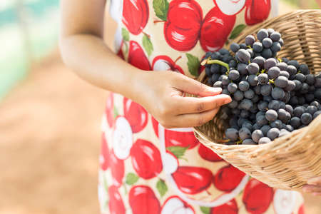 Care vineyards, grapesの写真素材