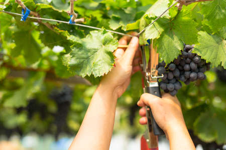 Care vineyards, grapesの写真素材