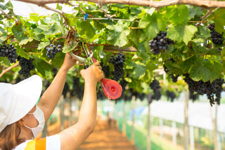 Care vineyards, grapesの写真素材