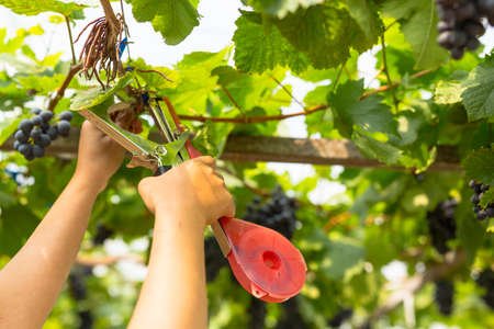 Care vineyards, grapesの写真素材