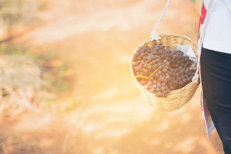 Care vineyards, grapesの写真素材