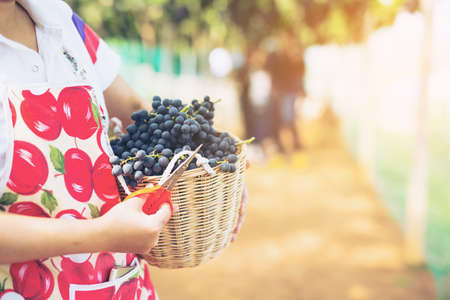 Care vineyards, grapesの写真素材