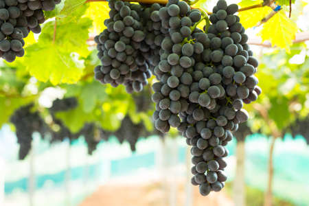 Care vineyards, grapes