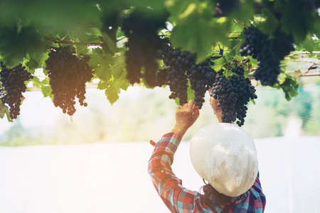 Care vineyards, grapesの写真素材